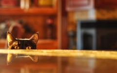 Desktop wallpaper. Cats. ID:66182