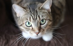 Desktop wallpaper. Cats. ID:66183