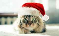 Desktop wallpaper. Cats. ID:66184