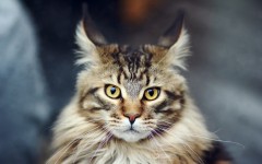 Desktop wallpaper. Cats. ID:66185