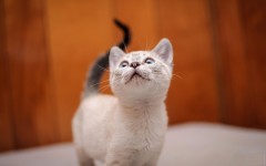 Desktop wallpaper. Cats. ID:66186