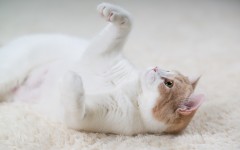 Desktop wallpaper. Cats. ID:66187