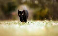 Desktop wallpaper. Cats. ID:66188