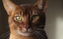 Desktop wallpaper. Cats. ID:66189