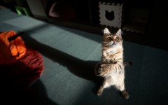 Desktop wallpaper. Cats. ID:66190