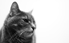 Desktop wallpaper. Cats. ID:66192