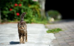 Desktop wallpaper. Cats. ID:66193