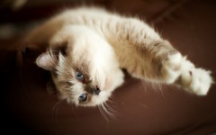 Desktop wallpaper. Cats. ID:66196