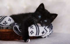Desktop wallpaper. Cats. ID:66197