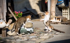 Desktop wallpaper. Cats. ID:66198