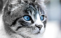 Desktop wallpaper. Cats. ID:66199