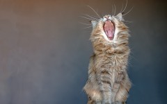 Desktop wallpaper. Cats. ID:66200