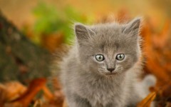 Desktop wallpaper. Cats. ID:66202
