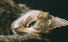 Desktop wallpaper. Cats. ID:66203