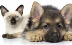Desktop wallpaper. Cats. ID:66206