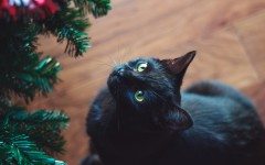 Desktop wallpaper. Cats. ID:66207