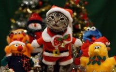Desktop wallpaper. Cats. ID:66208