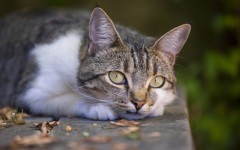 Desktop wallpaper. Cats. ID:66209