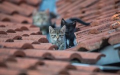 Desktop wallpaper. Cats. ID:66210