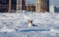 Desktop wallpaper. Cats. ID:66225