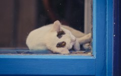 Desktop wallpaper. Cats. ID:66334