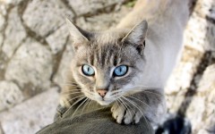 Desktop wallpaper. Cats. ID:79490