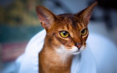 Desktop wallpaper. Cats. ID:79926