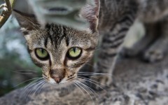Desktop wallpaper. Cats. ID:80071