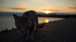 Desktop wallpaper. Cats. ID:93777