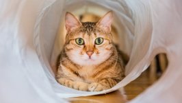 Desktop wallpaper. Cats. ID:137798