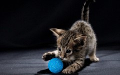 Desktop wallpaper. Cats. ID:82993