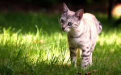 Desktop wallpaper. Cats. ID:85706