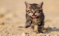 Desktop wallpaper. Cats. ID:86214