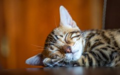 Desktop wallpaper. Cats. ID:86227
