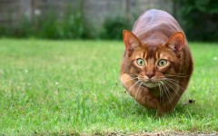 Desktop wallpaper. Cats. ID:86228