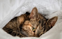 Desktop wallpaper. Cats. ID:86363