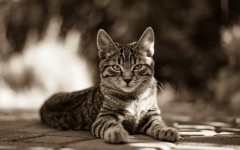 Desktop wallpaper. Cats. ID:86366