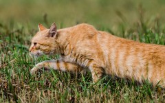 Desktop wallpaper. Cats. ID:86459