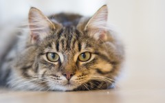 Desktop wallpaper. Cats. ID:86486