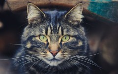 Desktop wallpaper. Cats. ID:86519