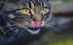 Desktop wallpaper. Cats. ID:86530