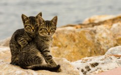 Desktop wallpaper. Cats. ID:86606