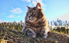 Desktop wallpaper. Cats. ID:86608