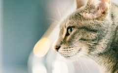 Desktop wallpaper. Cats. ID:86764
