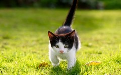 Desktop wallpaper. Cats. ID:86807