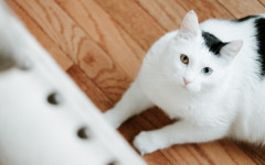 Desktop wallpaper. Cats. ID:87342
