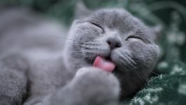 Desktop wallpaper. Cats. ID:137778