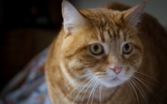 Desktop wallpaper. Cats. ID:89611