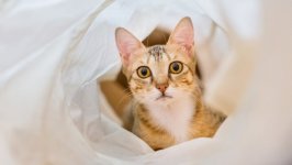 Desktop wallpaper. Cats. ID:137742