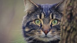Desktop wallpaper. Cats. ID:92346